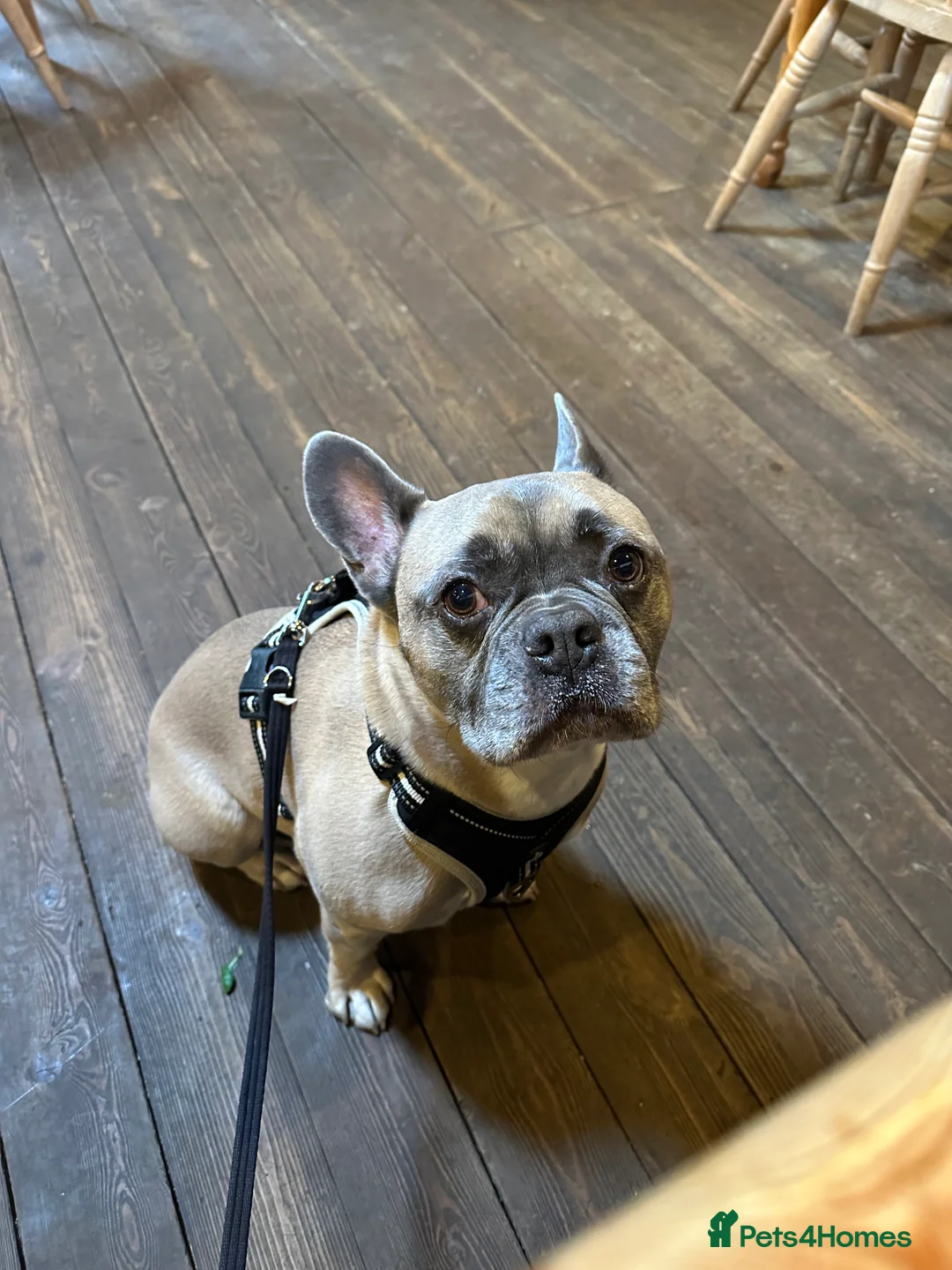 French Bulldog dogs for sale: Forever home for Gorgeous French Bulldog - Advert 2