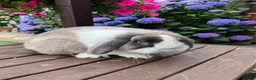 Mini Lop rabbits for sale: Beautiful mini lop ready for new homes  - Advert 16