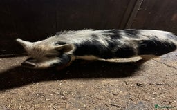 Pig livestock for sale: Kune kune pigs - Advert 2