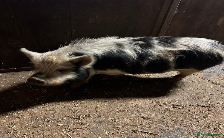 Pig livestock Kune kune pigs - Advert 5