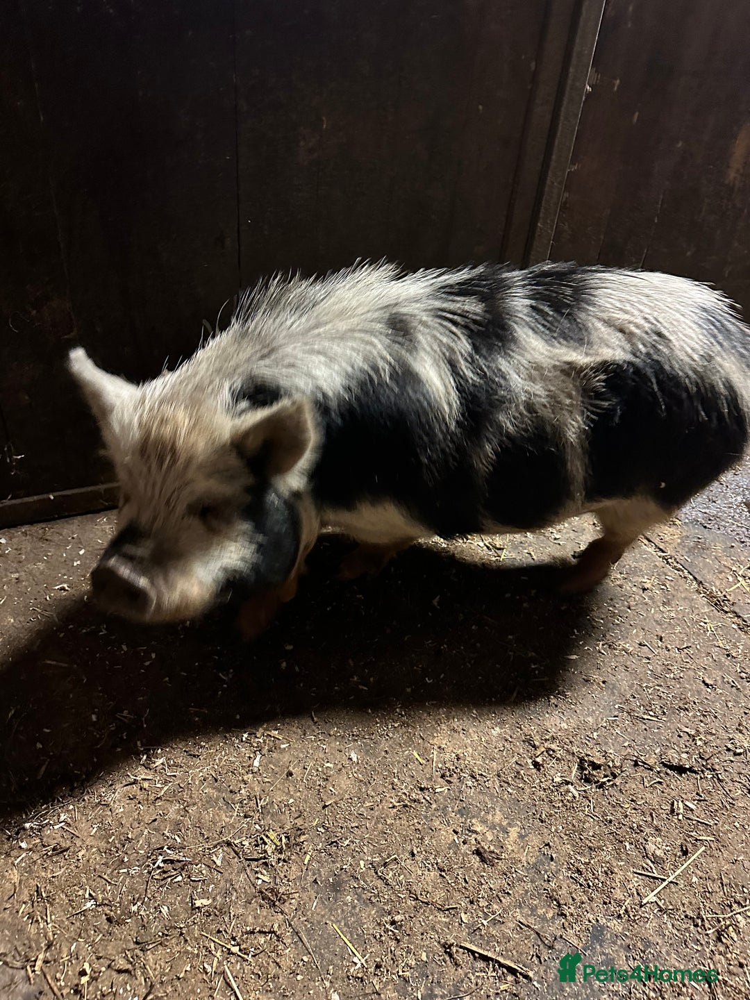 Pig livestock for sale: Kune kune pigs - Advert 2