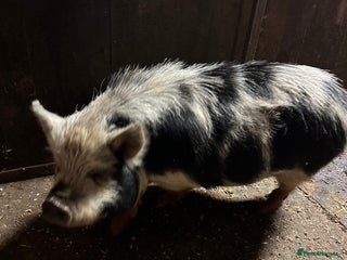 Pig livestock Kune kune pigs - Advert 7