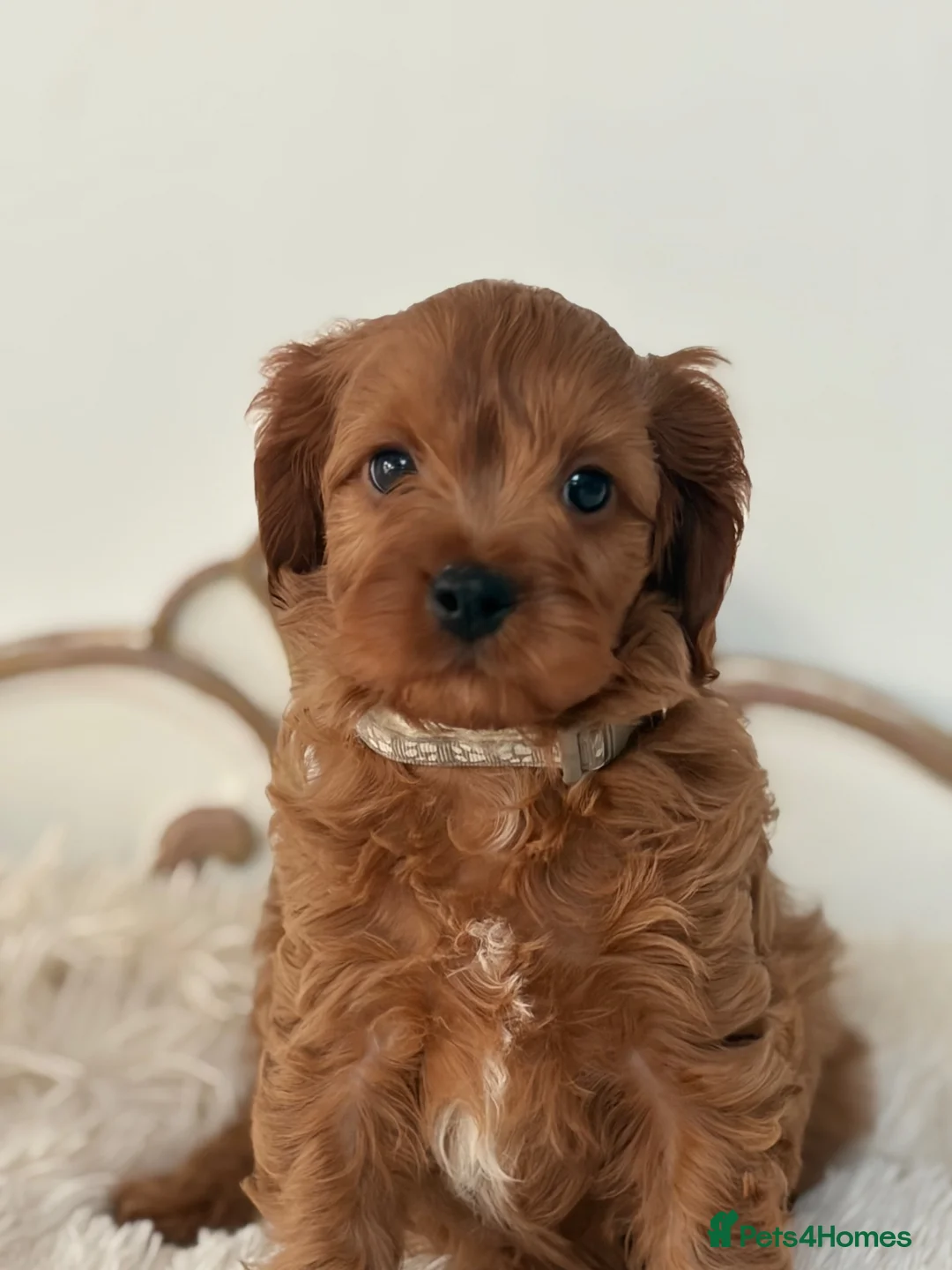 Cavapoo dogs for sale: F1 beautiful red cavapoo puppies Family raised in Sidcup - Advert 13