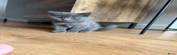 British Shorthair cats for sale: Blue BSH kittens ready new home - Advert 8