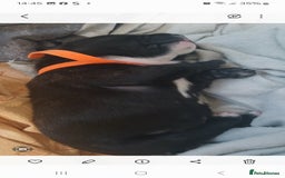 Staffordshire Bull Terrier dogs for sale: Staffordshire bull terriers puppy's  - Advert 11