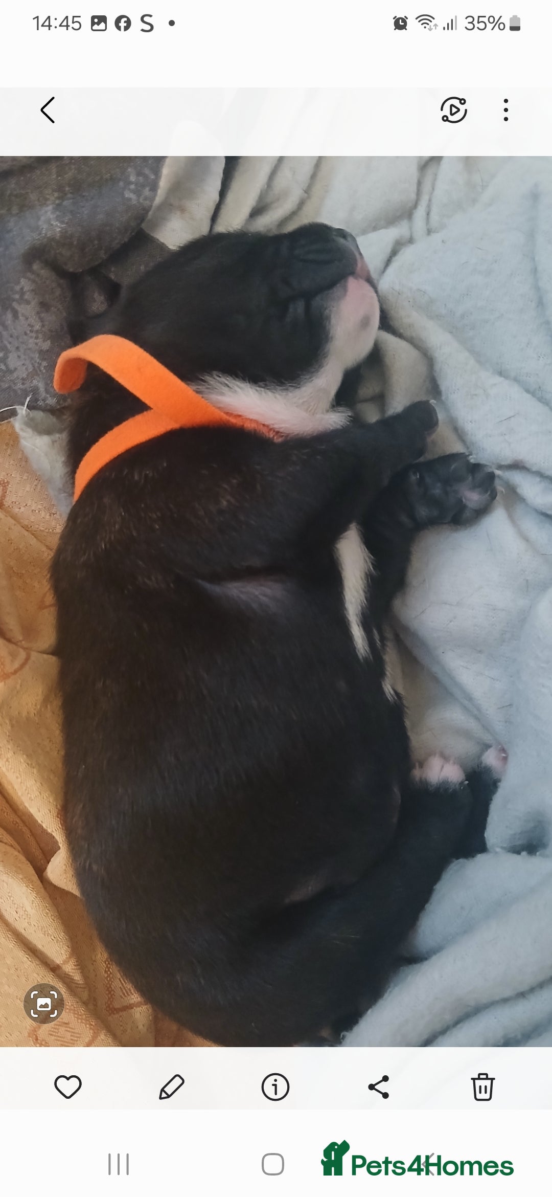 Staffordshire Bull Terrier dogs for sale: Staffordshire bull terriers puppy's  - Advert 11