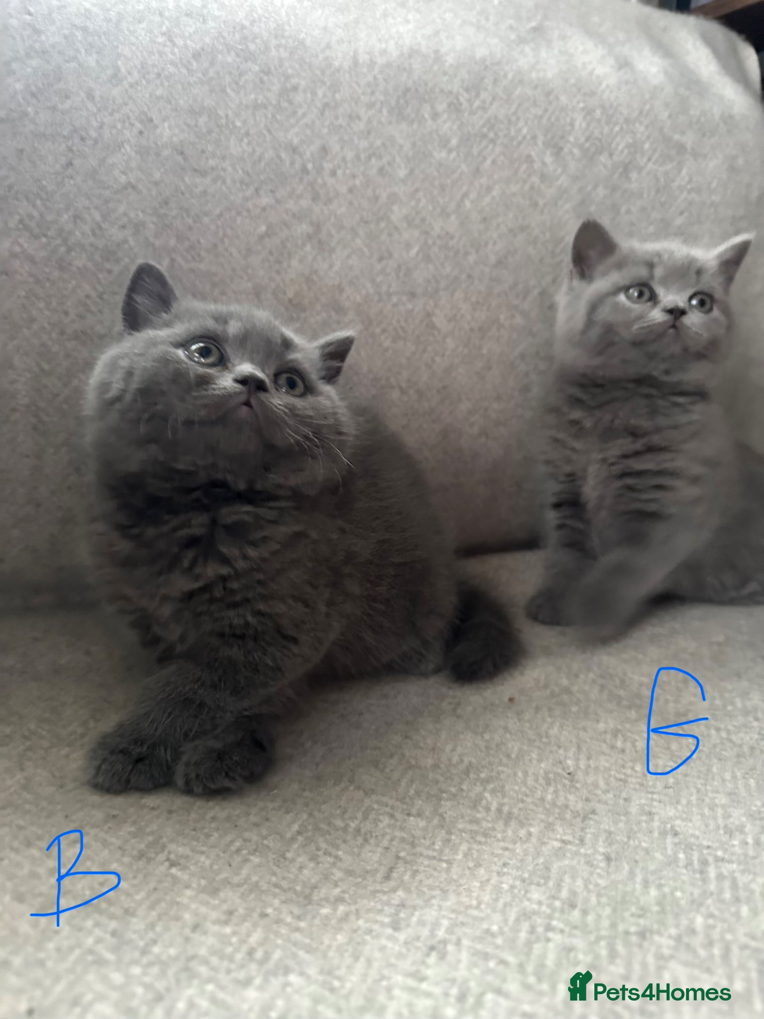British Shorthair cats British Shorthair and Long Hair GCCF Registered  - Advert 5