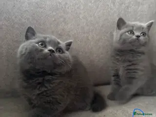 British Shorthair cats British Shorthair and Long Hair GCCF Registered - Advert 5