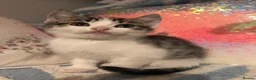Mixed Breed cats for sale: Kittens - Advert 19