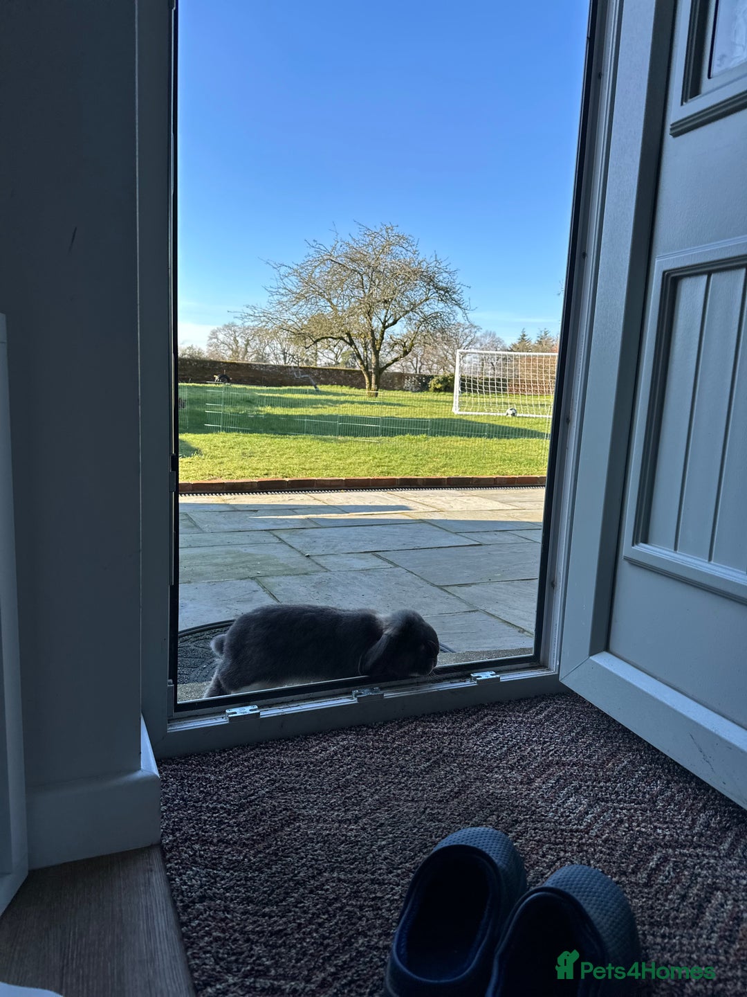 Mini Lop rabbits for sale: 🖤🩶🤎 Gorgeous Pure Bred Mini Lops 🖤🩶🤎 - Advert 24