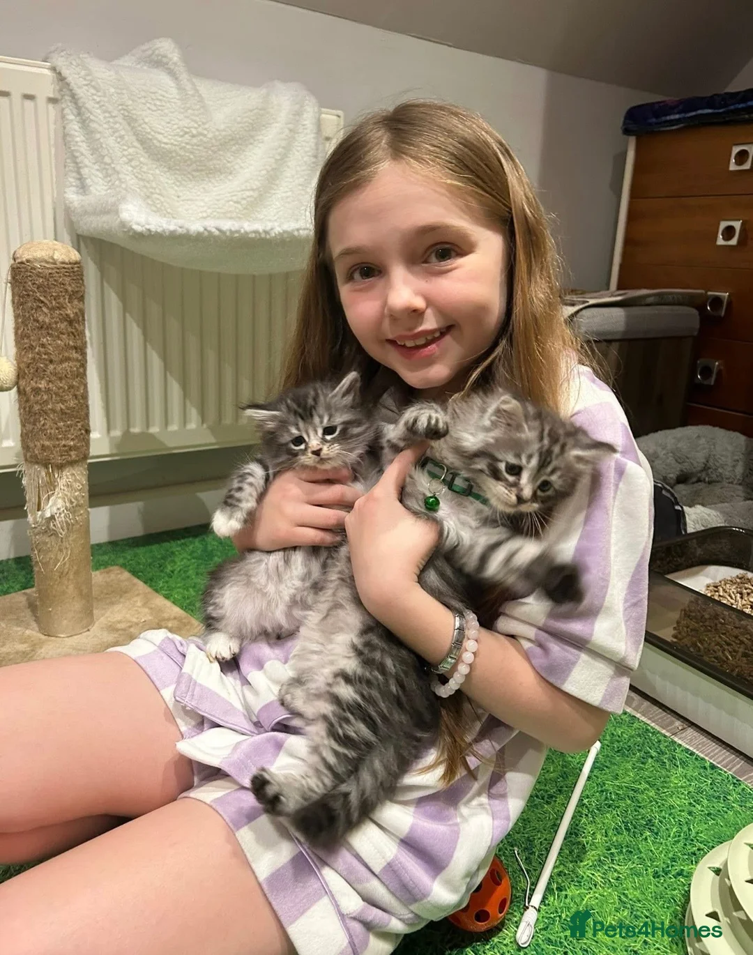 Maine Coon cats for sale: 3/4 Maine coon  - Advert 2