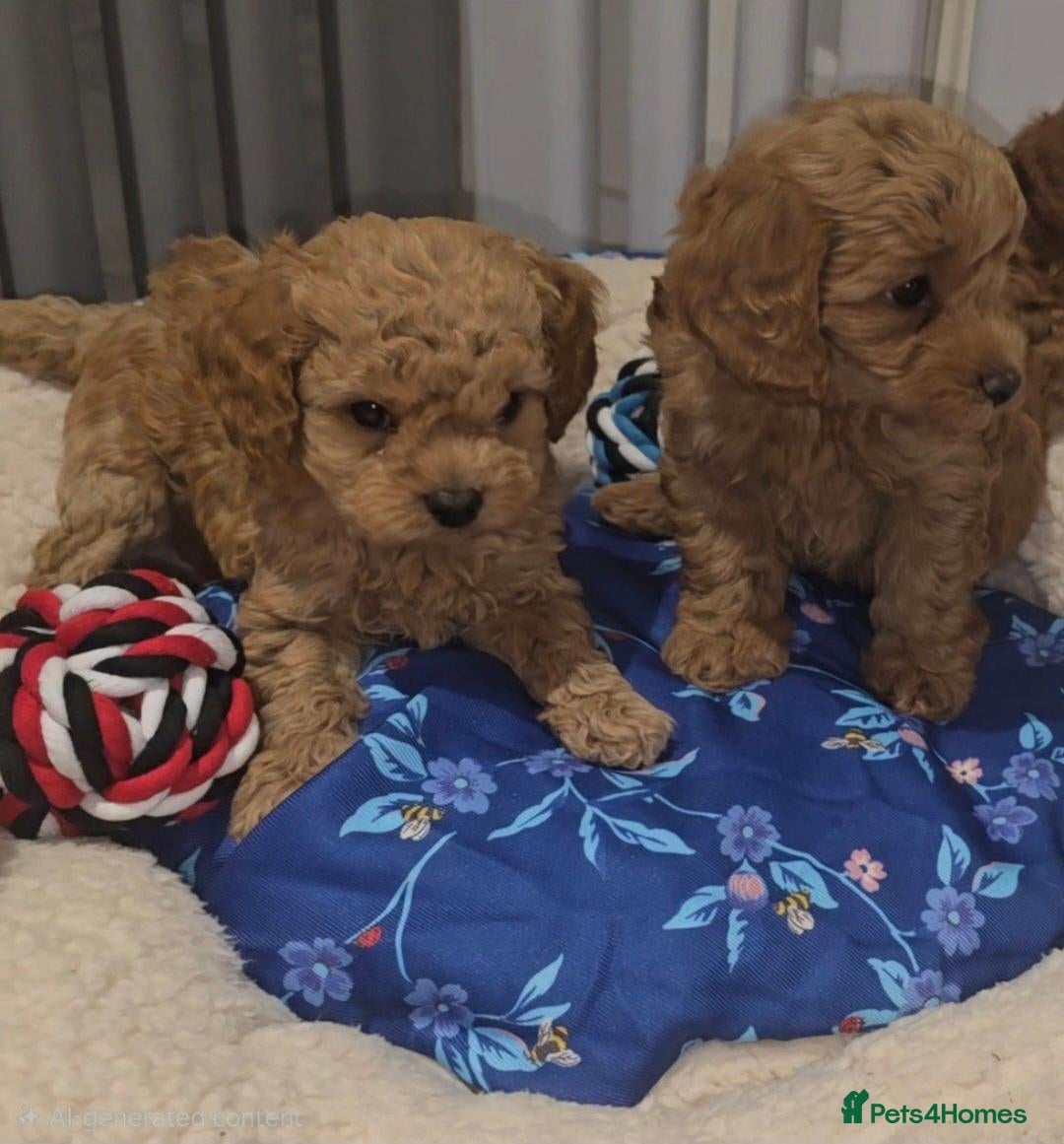 Cavapoo dogs 3 rem Beautiful Ruby Red F2B Toy Cavapoo Puppies - Advert 14