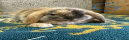 Mini Lop rabbits for sale: Mini Lop Rabbits For Sale - Advert 10