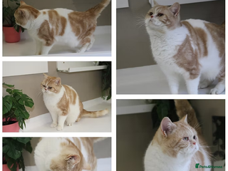 British Shorthair cats - Advert 21