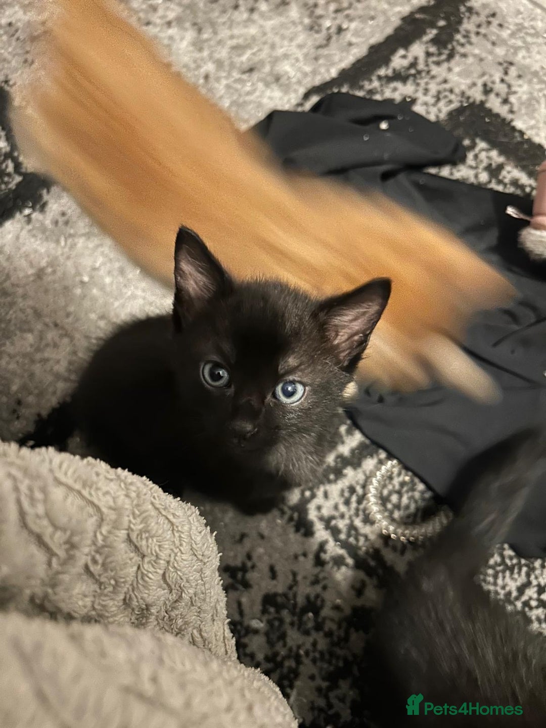 Mixed Breed cats for sale: Kittens for sale - read description for prices.  - Image 4
