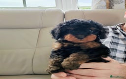 Cavapoo dogs for sale: TOY CAVAPOO DNA TESTED PARENTS AND GRANDPARENTS  - Image 9