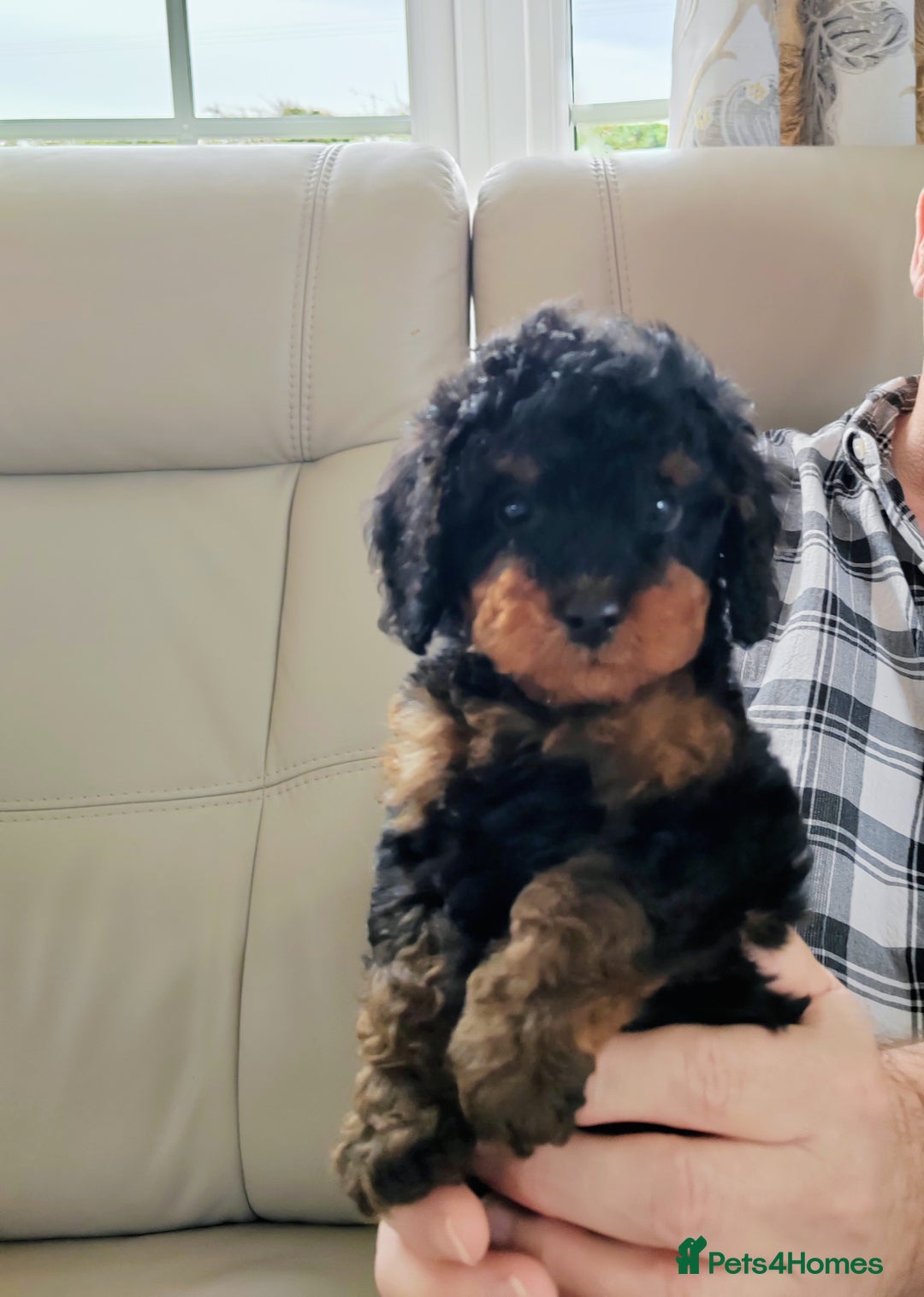 Cavapoo dogs for sale: TOY CAVAPOO DNA TESTED PARENTS AND GRANDPARENTS  - Image 9