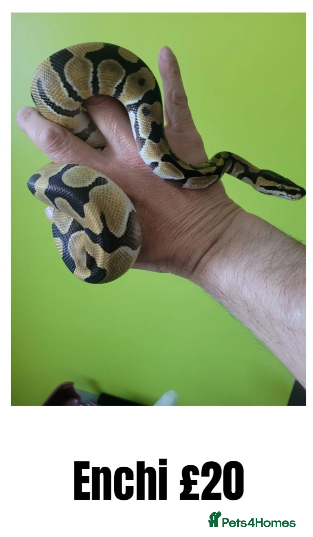 Python Snake reptiles for sale: Royal ("Ball") Pythons for rehoming from £10 - Advert 2