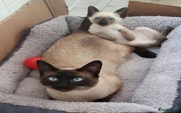 Siamese cats for sale: Beautiful Siamese Kitten - Image 7