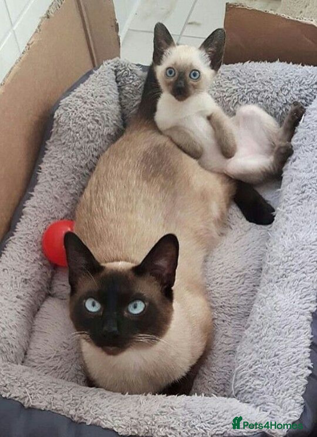 Siamese cats for sale: Beautiful Siamese Kitten - Image 7