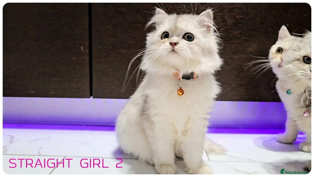 Scottish Fold cats for sale: Scottish fold - Advert 8