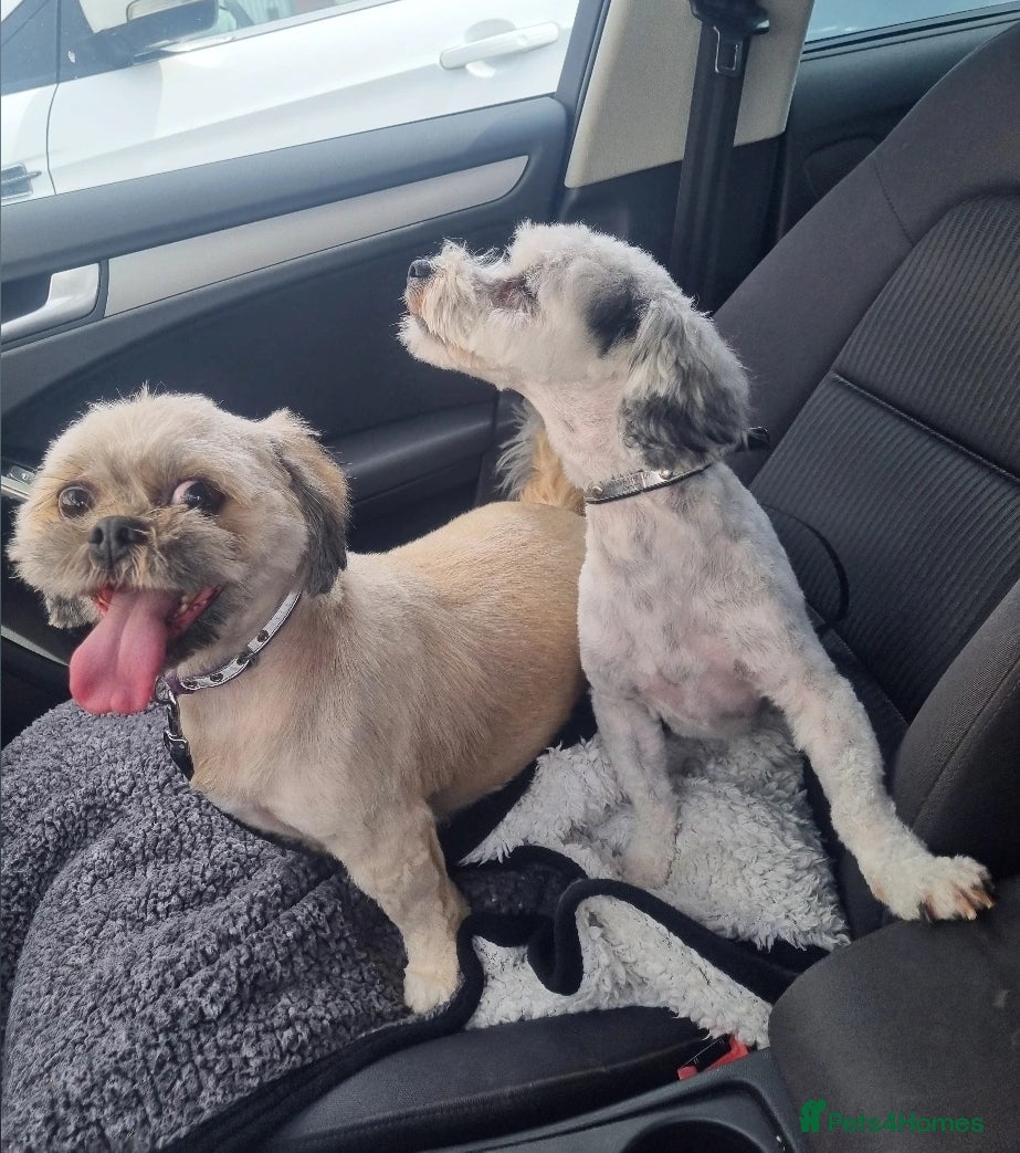 Lhasapoo dogs Lasha poo  - Advert 1