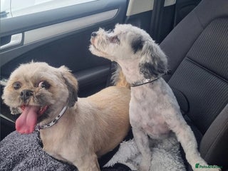 Lhasapoo dogs Lasha poo - Advert 9