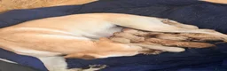 Labrador Retriever dogs for sale: Working Yellow Labrador Retriever Pups - Advert 2
