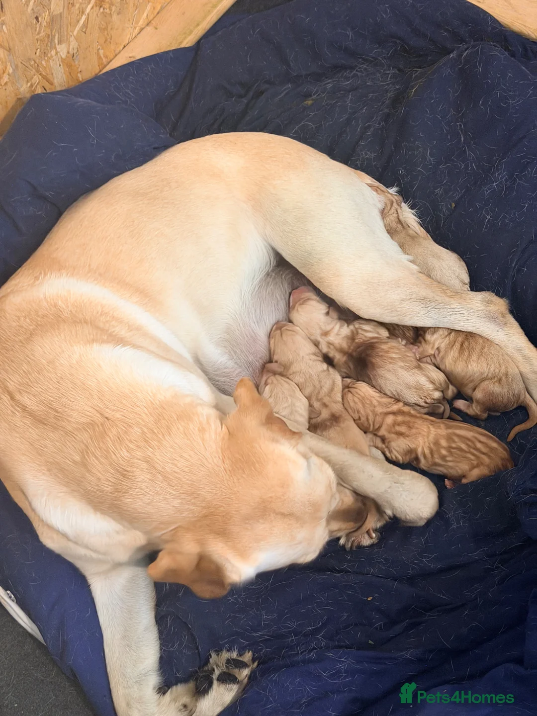 Labrador Retriever dogs for sale: Working Yellow Labrador Retriever Pups - Advert 2