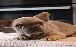 French Bulldog dogs for sale: Fluffy French bulldogs  - Image 6