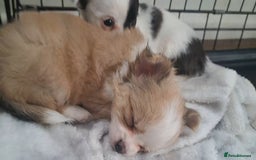 Chihuahua dogs for sale: Long Coat Chihuahua puppies - Image 3