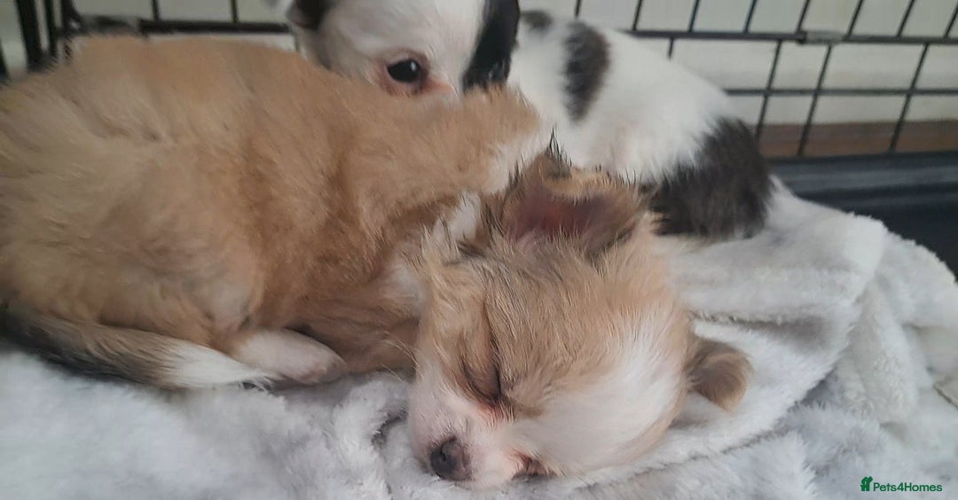 Chihuahua dogs for sale: Long Coat Chihuahua puppies - Image 3