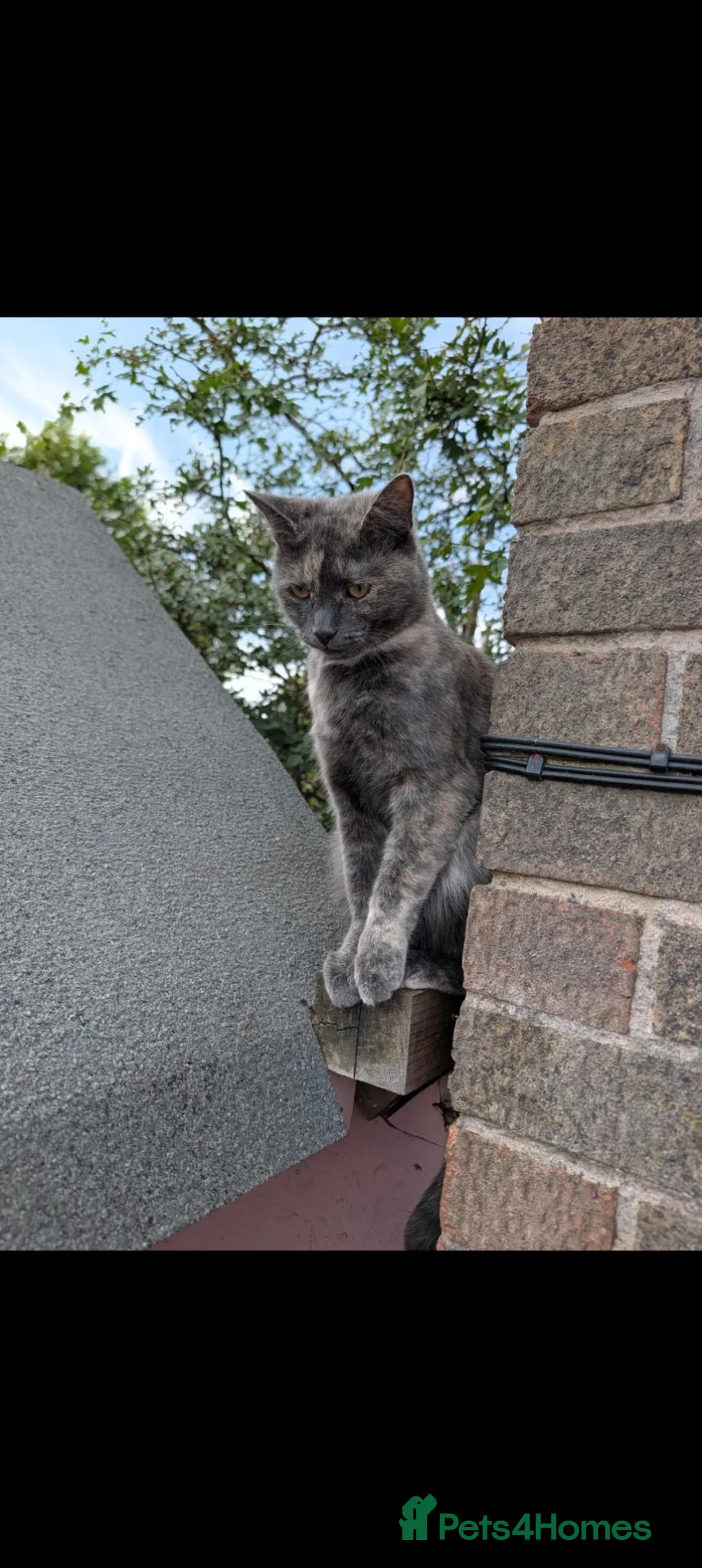 British Shorthair cats for sale: Two female cats rehome  - Advert 2