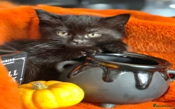 RagaMuffin cats for sale: Black Ragamuffin Kittens - Image 9