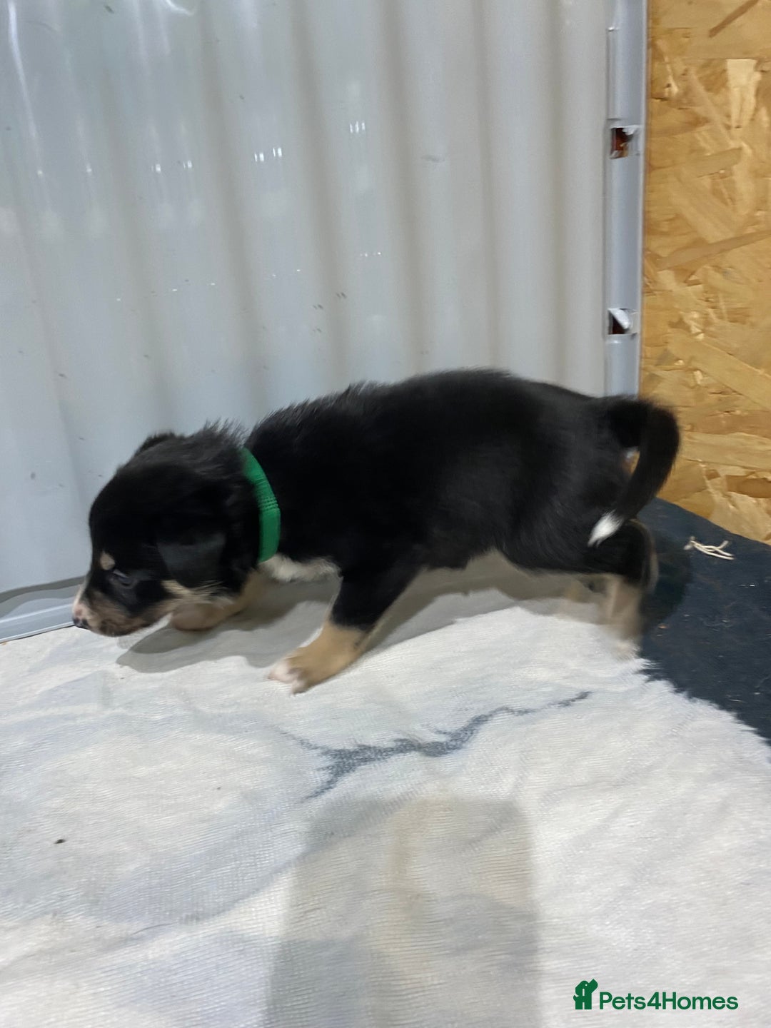 Border Collie dogs for sale: Beautiful border collie pups  - Advert 20