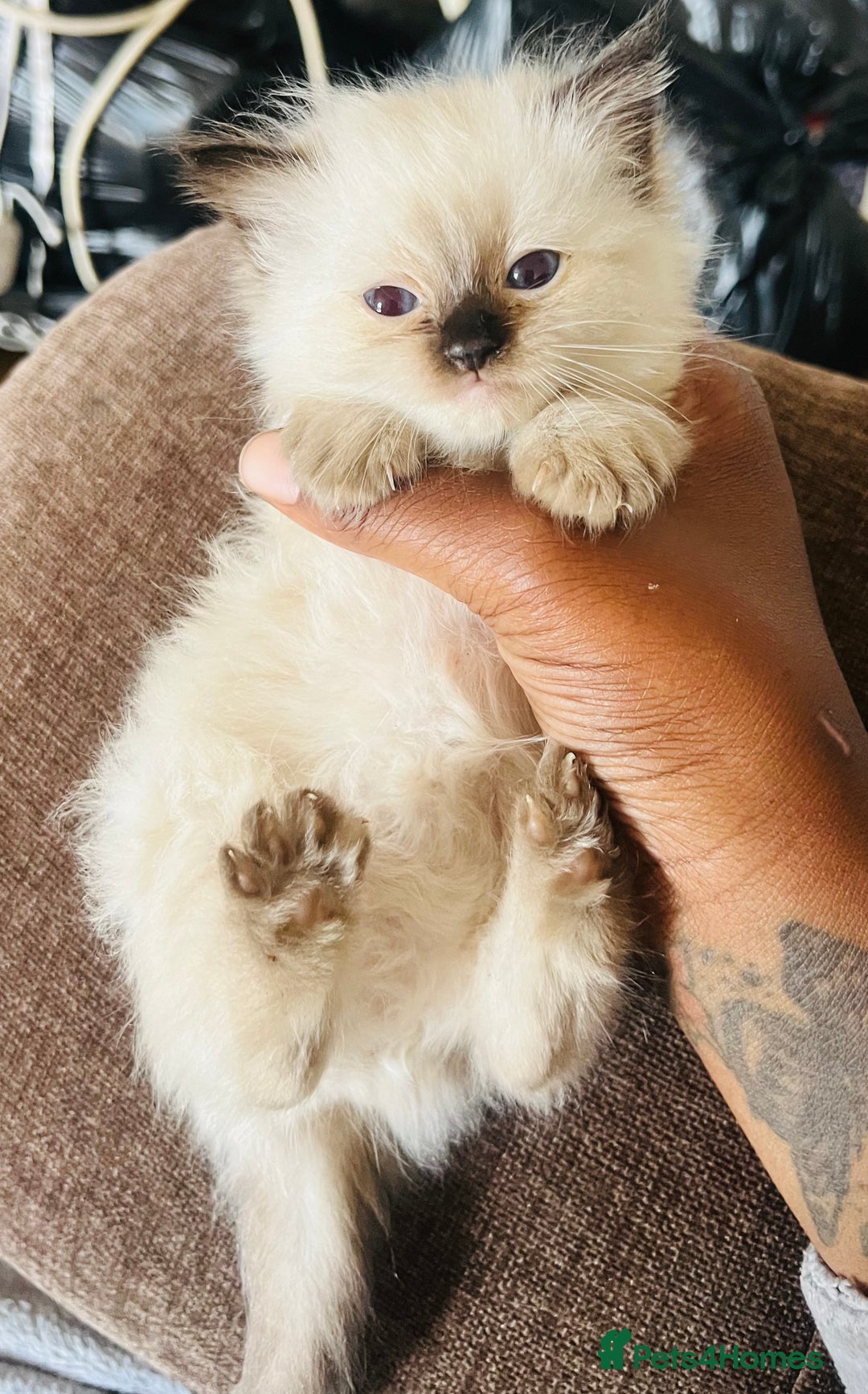 Ragdoll cats for sale: Adorable female ragdolls for sale - Image 2