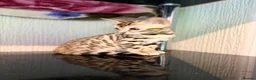 Bengal cats for sale: TICA, GCCF Champion Bloodline Bengal Kittens in London - Advert 37