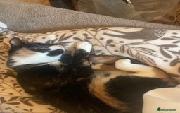 Domestic Shorthair cats for sale: Frankie  - Advert 2