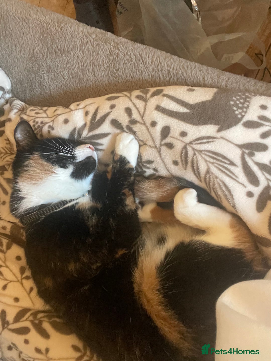 Domestic Shorthair cats for sale: Frankie  - Advert 2