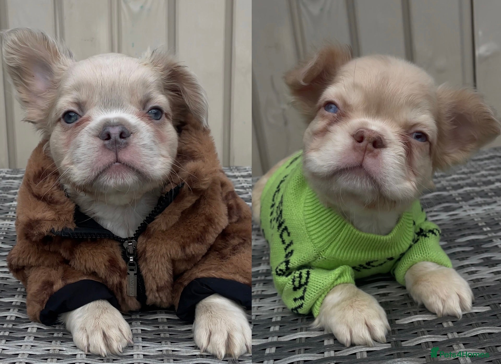 French Bulldog dogs Male Fluffy French Bulldog Puppies  - Advert 1