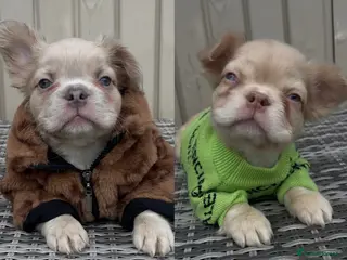 French Bulldog dogs Male Fluffy French Bulldog Puppies - Advert 2