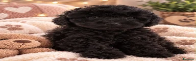 Cavapoo 4