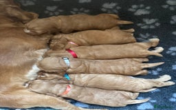 Cocker Spaniel dogs for sale: KC Reg show Type Cocker Spaniels VILLASPANIOL sire - Image 16