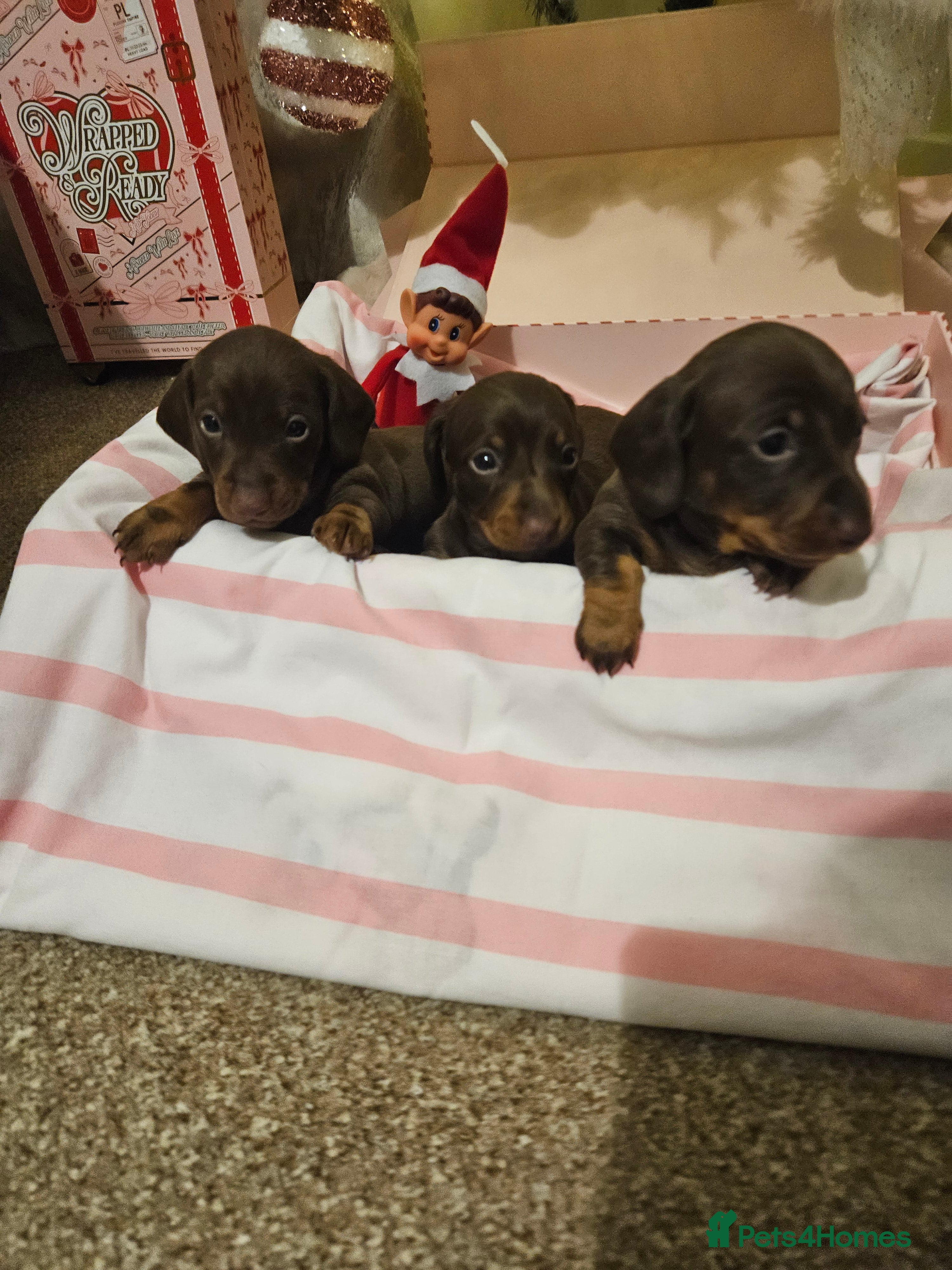 Miniature Dachshund dogs Miniature dachshund  - Advert 2