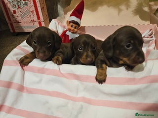 Miniature Dachshund dogs Miniature dachshund - Advert 2