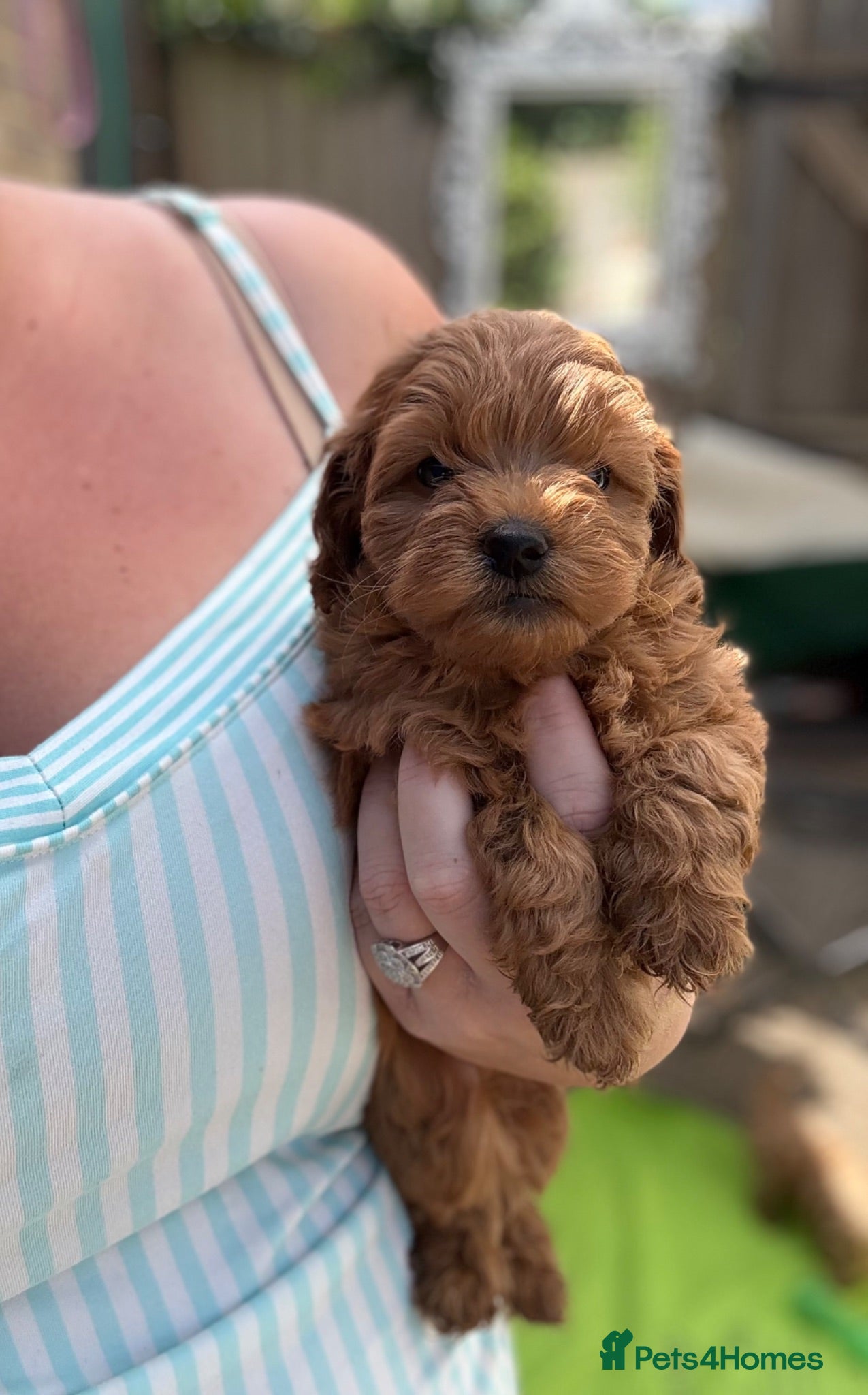 Cockapoo dogs F1b cockerpoo puppies - Advert 6