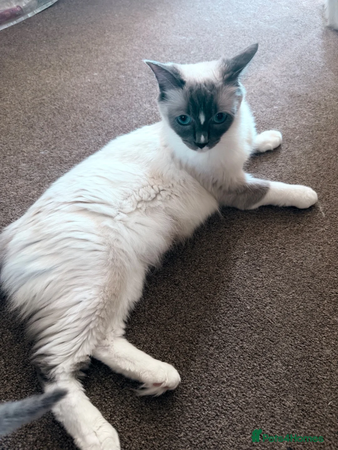 Ragdoll cats for sale: Beautiful ragdoll kittens  - Advert 2