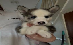 Siberian Husky dogs for sale: 2 stunning Siberian husky puppies for sale - Image 25