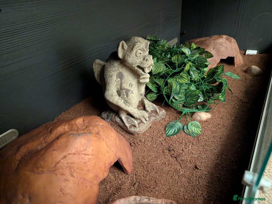 Python Snake reptiles for sale: Wild type royal python - Advert 4