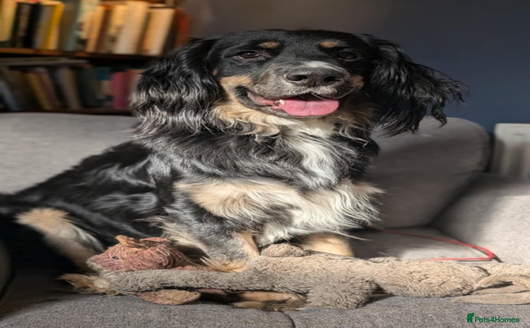 Mixed Breed dogs - Advert 10